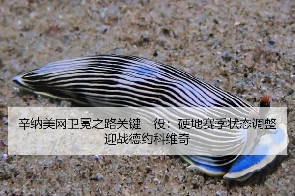 辛纳美网卫冕之路关键一役：硬地赛季状态调整迎战德约科维奇
